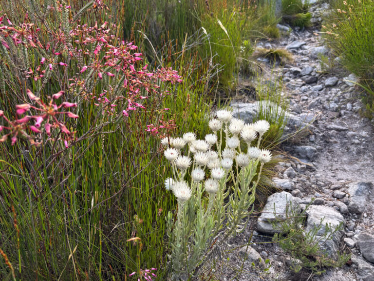 Rich in Fynbos