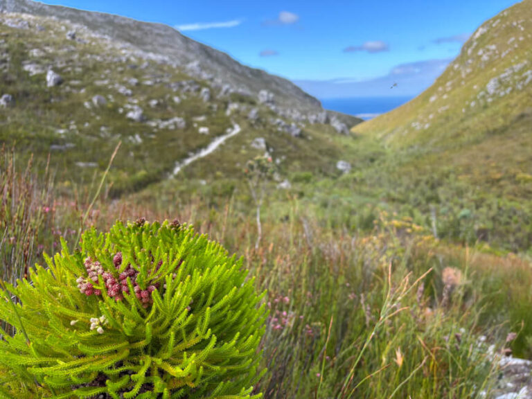 Clear cut paths to walk on